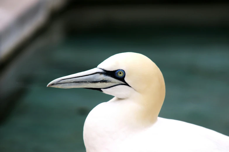 a close up of a bird near a body of water, pexels contest winner, hurufiyya, pale white face, he has an elongated head shape, king of the sea, amanda lilleston