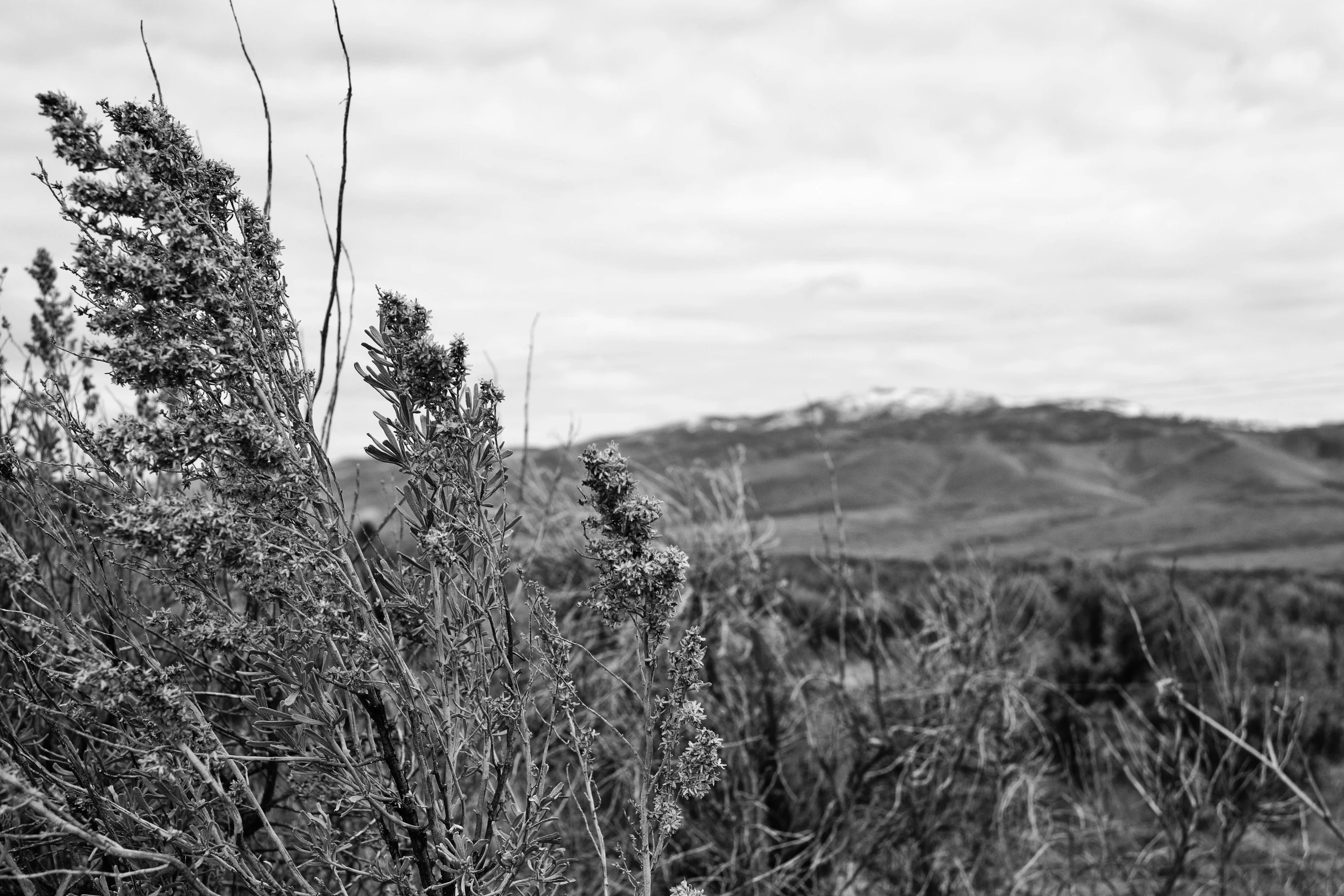 a black and white photo of a field, a black and white photo, inspired by Ansel Adams, unsplash, mountain plants, willow plant, hunting, view from a distance