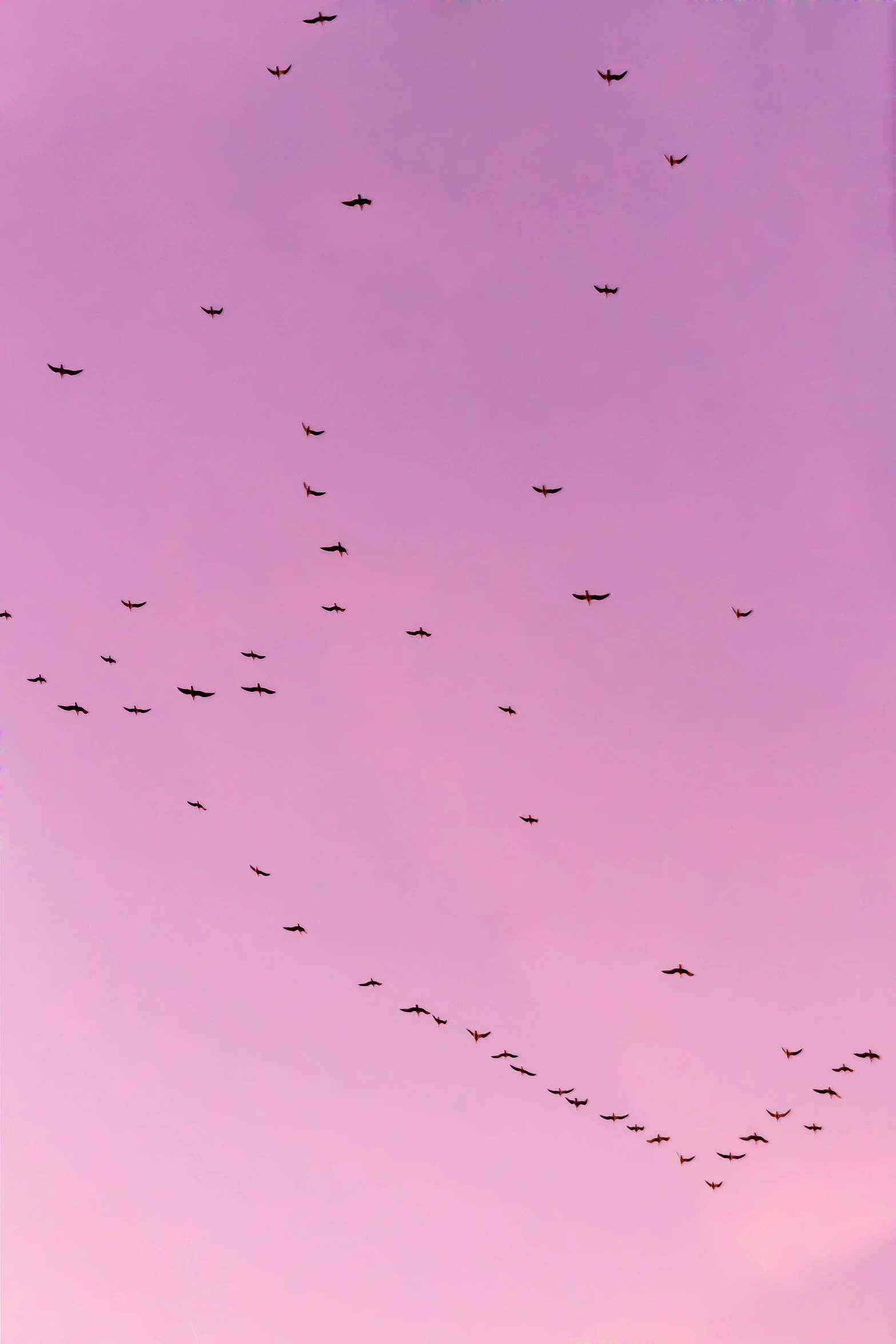 a flock of birds flying in the sky, an album cover, by Carey Morris, pexels, soft purple glow, 2 5 6 x 2 5 6, moody : : wes anderson, in formation