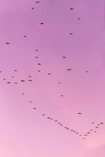 a flock of birds flying in the sky, an album cover, by Carey Morris, pexels, soft purple glow, 2 5 6 x 2 5 6, moody : : wes anderson, in formation