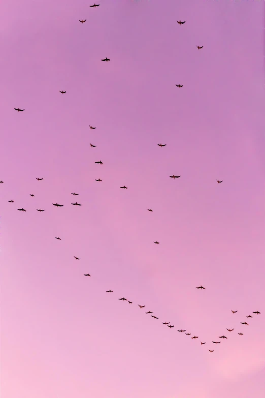 a flock of birds flying in the sky, an album cover, by Carey Morris, pexels, soft purple glow, 2 5 6 x 2 5 6, moody : : wes anderson, in formation