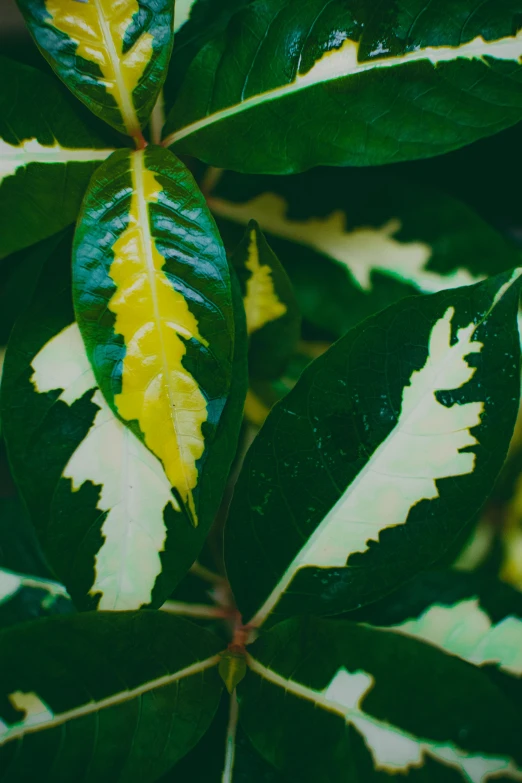 a close up of a plant with yellow and green leaves, trending on pexels, baroque, trimmed with a white stripe, intense albino, 35mm, myrtle