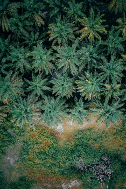 a group of palm trees sitting on top of a lush green field, inspired by Elsa Bleda, unsplash contest winner, sumatraism, dji top down view, sustainable materials, trees growing on its body, sitting in a field of cannabis