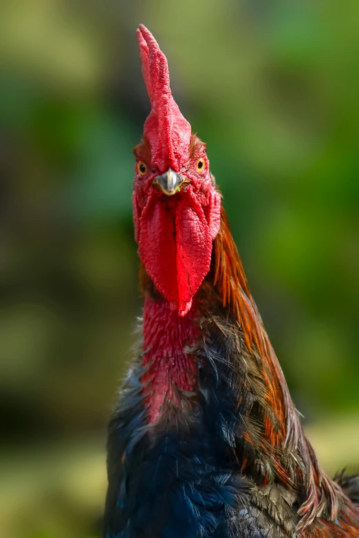 a close up of a rooster with a red head, a portrait, pexels contest winner, ridiculously handsome, slide show, red horns, looking content