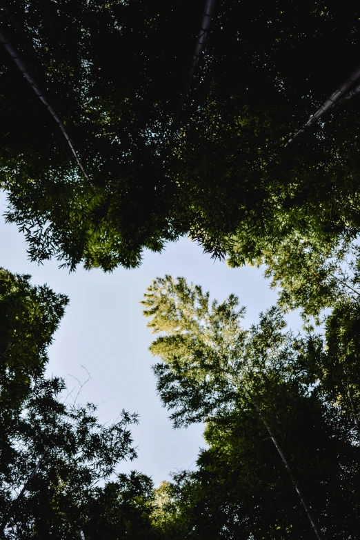 looking up at the tops of trees in a forest, by Jessie Algie, unsplash, mechabot, shot from roofline, ((trees))