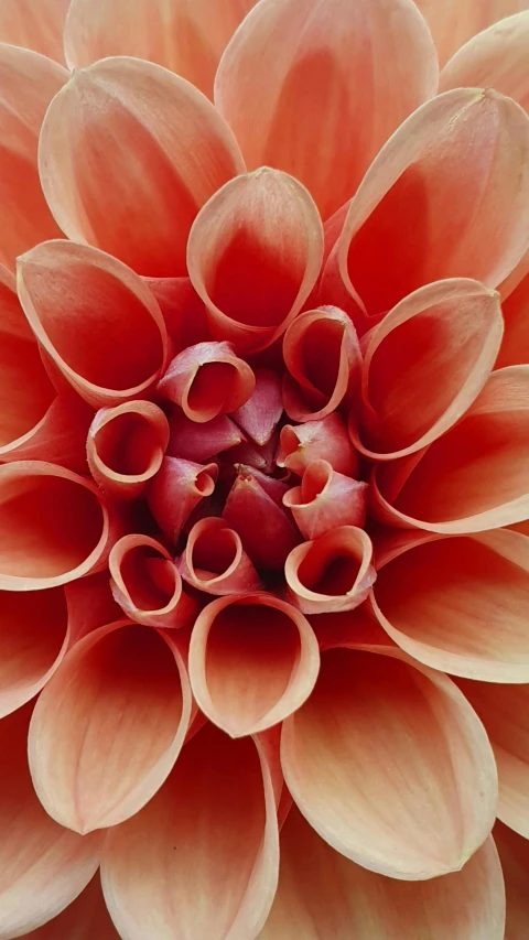 a close up of a large orange flower, an album cover, by Carey Morris, pexels, detailed symmetry, pink, photographed for reuters, made of glazed