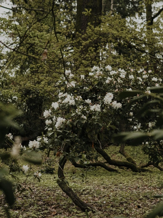 a couple standing next to each other in a forest, inspired by Elsa Bleda, unsplash, renaissance, white flowers, background image, magnolias, wide screenshot