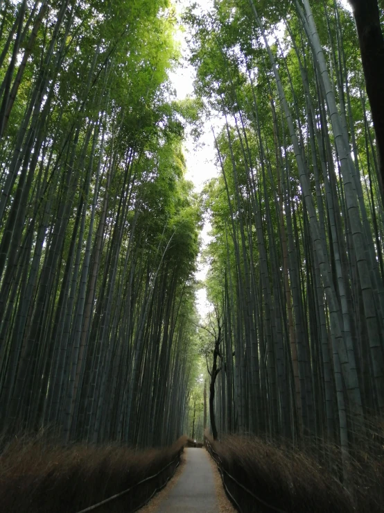 a path in the middle of a bamboo forest, inspired by Tani Bunchō, けもの, all growing inside an enormous, tall