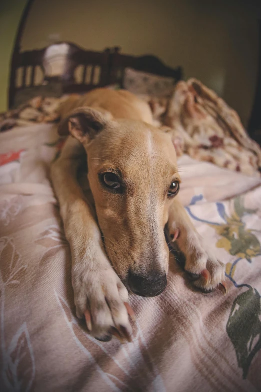 a brown dog laying on top of a bed, inspired by Elke Vogelsang, pexels, warm shading, concerned, blanket, hindu