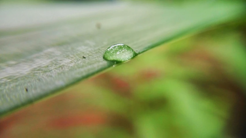 a drop of water sitting on top of a leaf, by Jessie Algie, unsplash, sumatraism, made of bamboo, nature documentry footage, slight overcast weather, music video