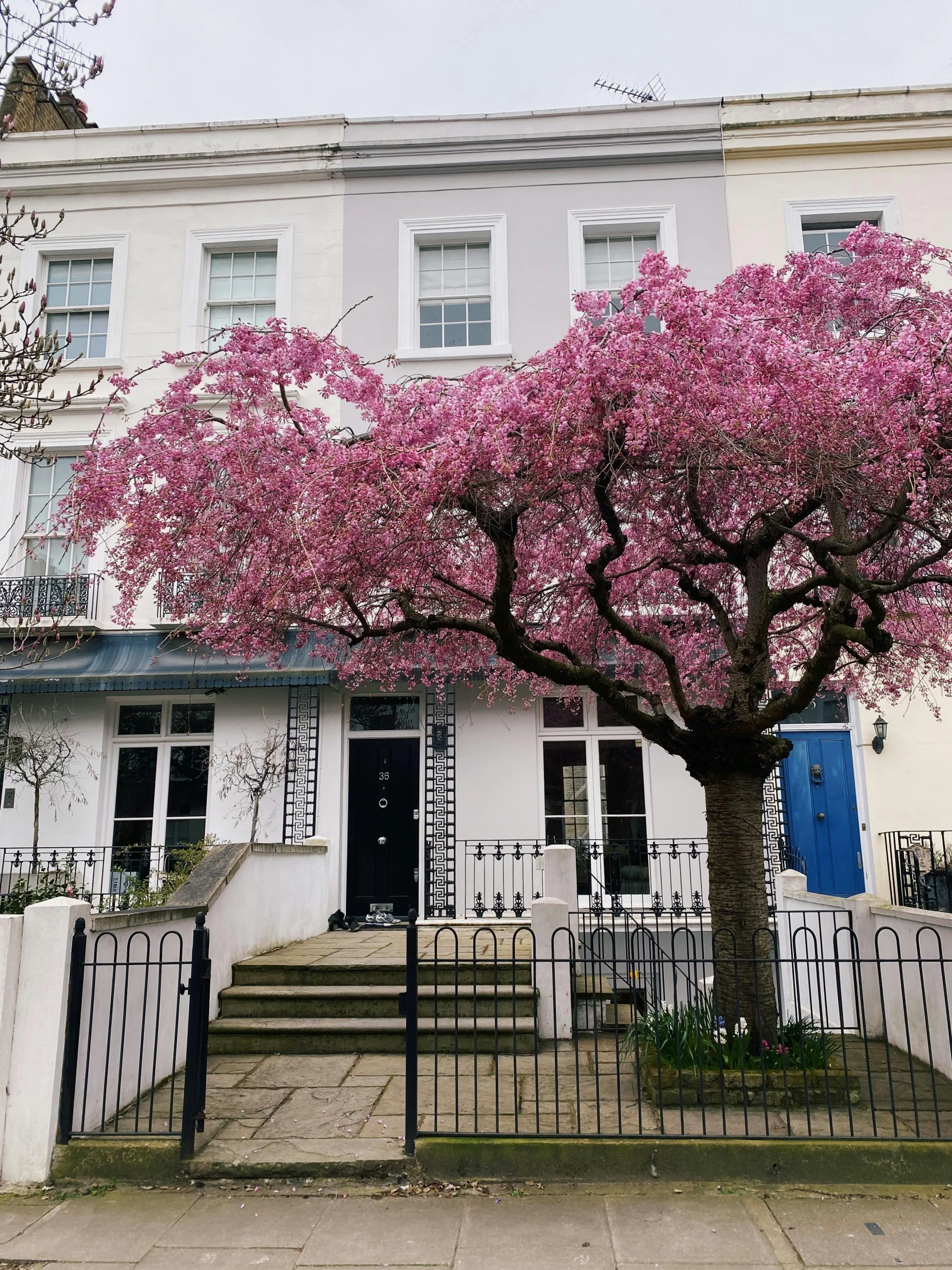 a pink tree in front of a white house, by Rachel Reckitt, pexels contest winner, aestheticism, london, hyperrealism photo, perfect spring day with, exterior photo