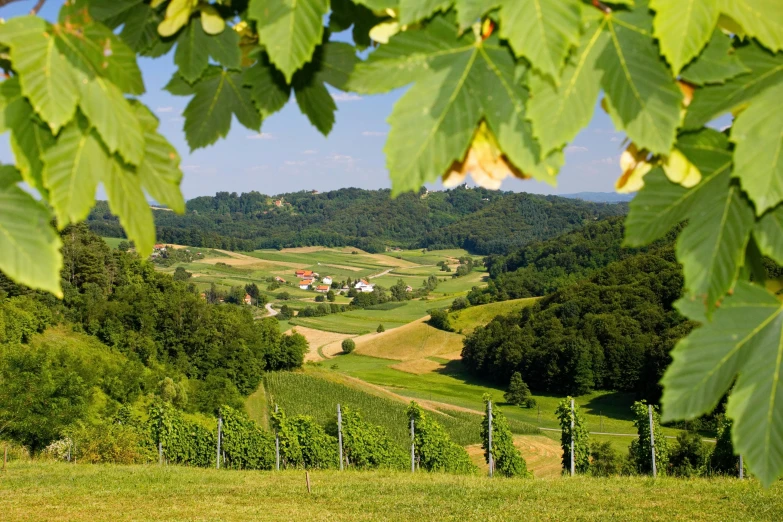 a view of the countryside from the top of a hill, renaissance, vines hanging from trees, slovenian, portrait image