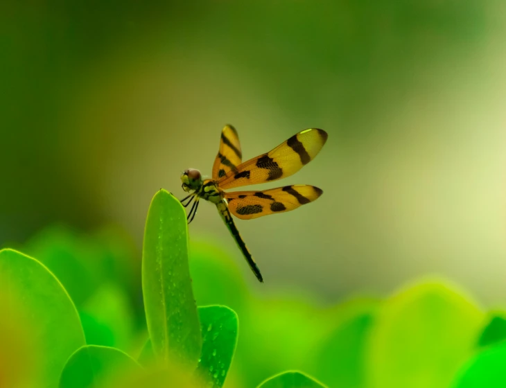 a dragonfly sitting on top of a green leaf, pexels contest winner, yellow, avatar image, high quality 4 k, brown