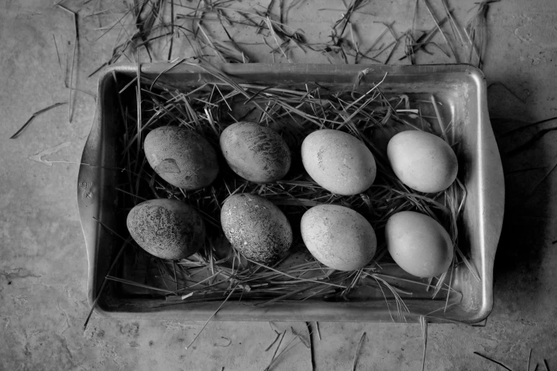 a black and white photo of a tray of eggs, by Sylvia Wishart, hay, hard clay, thumbnail, anton semonov