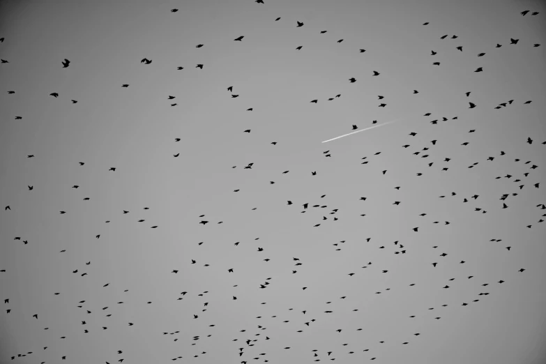 a flock of birds flying in the sky, by Jan Rustem, pexels, minimalism, carcass carrion covered in flies, monochrome:-2, birds eye, high quality upload