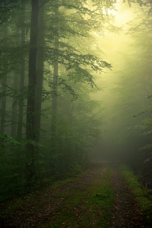 a path in the middle of a forest on a foggy day, by Wolfgang Zelmer, in gentle green dawn light, award winning nature photograph, 4k serene, lpoty