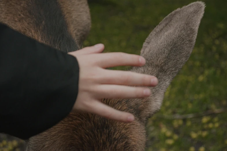 a close up of a person petting a deer, by Emma Andijewska, cinematic quality, subject : kangaroo, smooth edges, furry paws