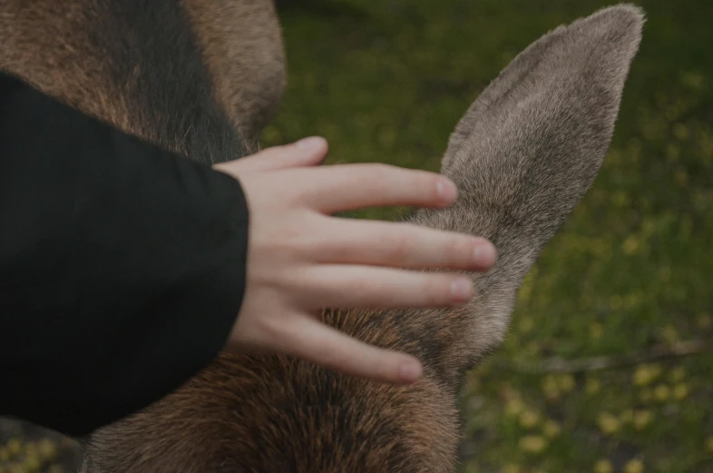 a close up of a person petting a deer, by Emma Andijewska, cinematic quality, subject : kangaroo, smooth edges, furry paws