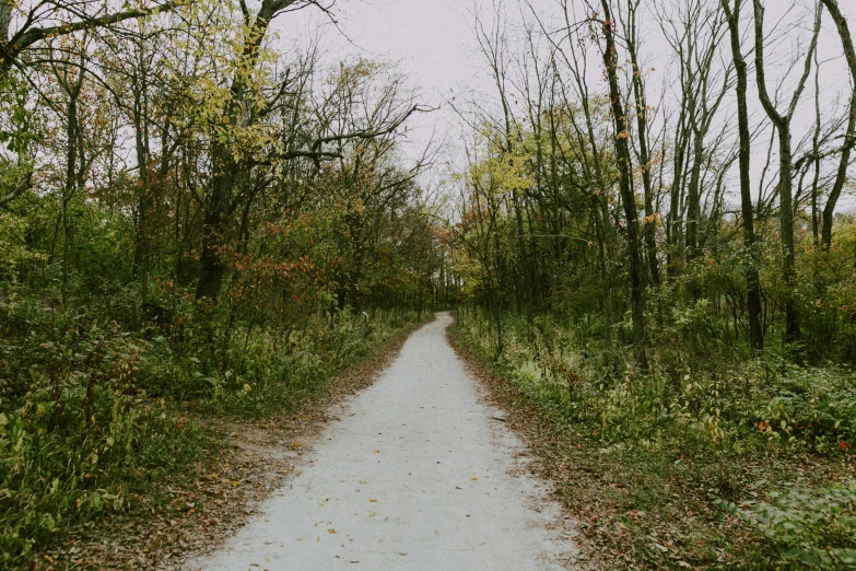 a dirt road in the middle of a forest, by Kristin Nelson, unsplash, visual art, from wheaton illinois, 2 5 6 x 2 5 6 pixels, wide greenways, gray