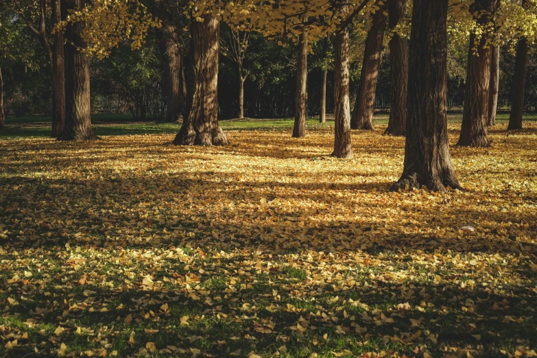 a park filled with lots of trees covered in yellow leaves, by Carey Morris, pexels contest winner, bags on ground, dappled lighting, thumbnail, sydney park