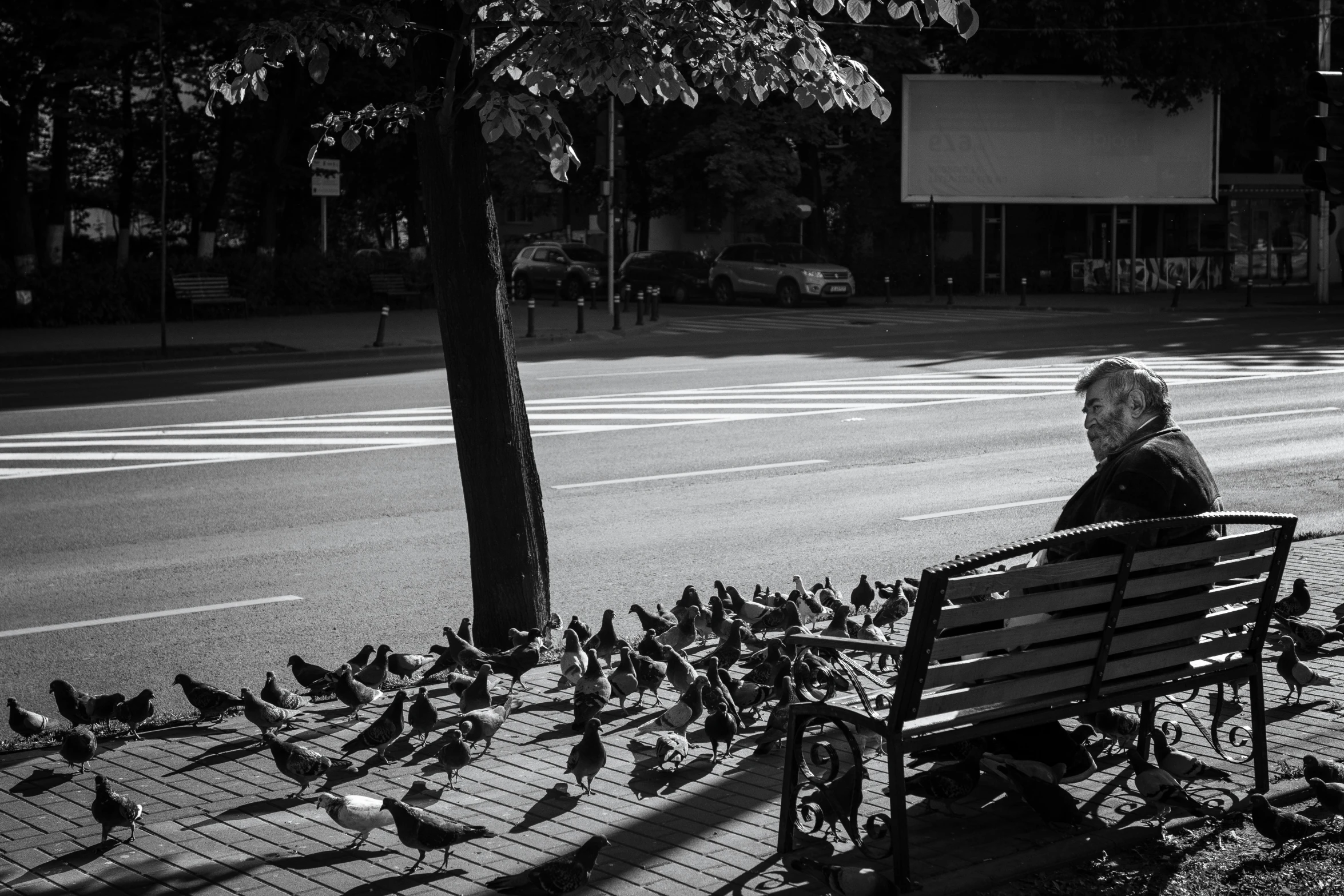 a woman sitting on a bench surrounded by pigeons, a black and white photo, by Joze Ciuha, photo of a man, in the morning light, on sidewalk, birds and trees