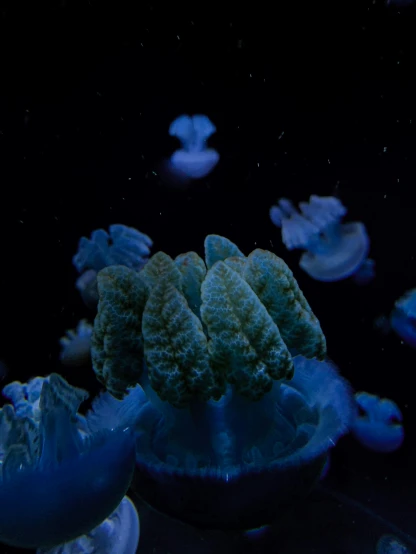 a group of jellyfish swimming in an aquarium, a microscopic photo, by Matt Cavotta, unsplash contest winner, surrealism, dark blue neon light, coral, 2025, albino dwarf
