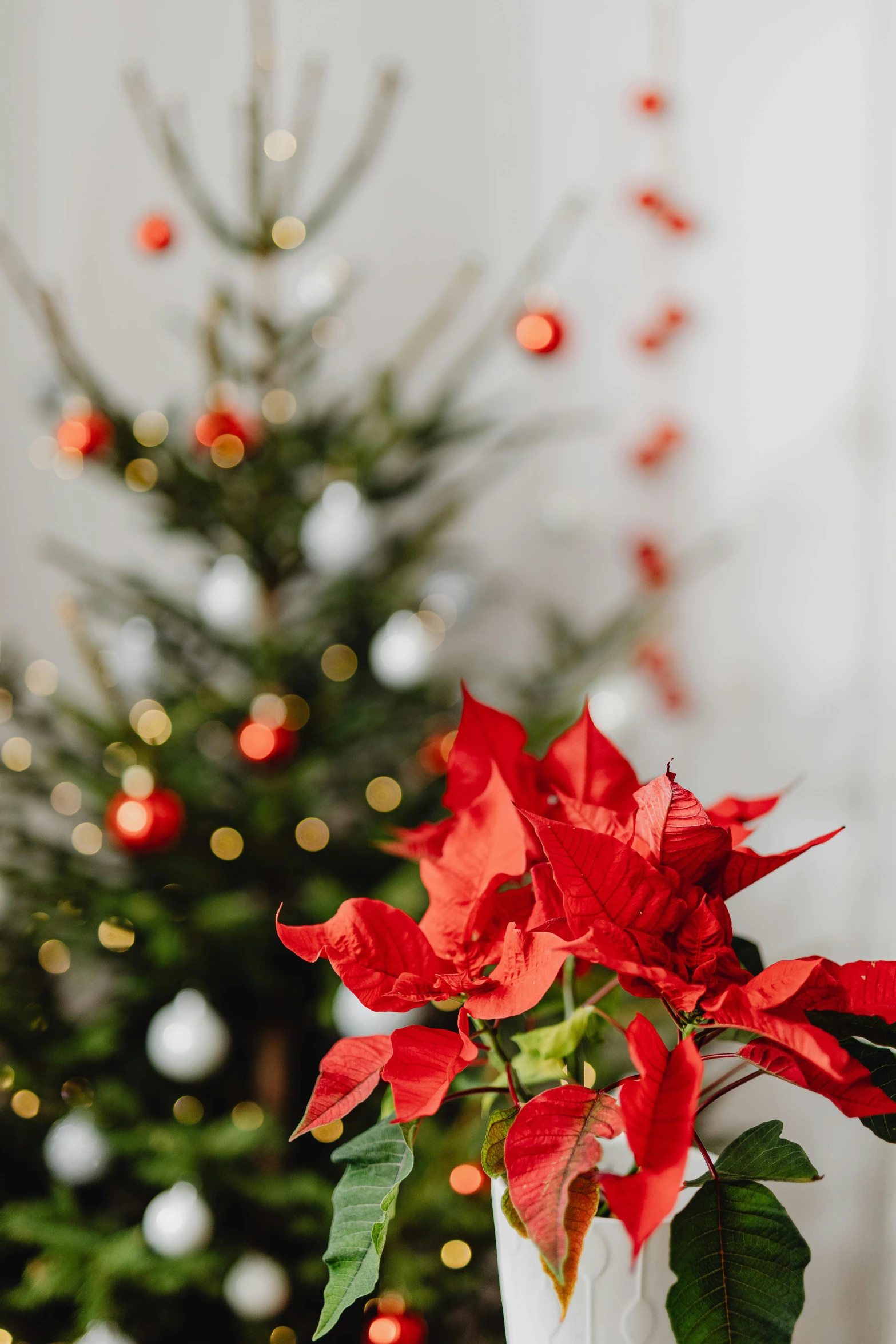 a white vase filled with red flowers next to a christmas tree, by Julia Pishtar, pexels contest winner, zoomed in shots, 15081959 21121991 01012000 4k, detail shot, indoor