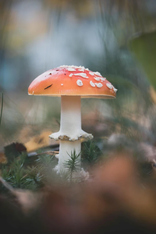 a close up of a mushroom on the ground, by Filip Hodas, unsplash, amanita muscaria, bright nordic forest, rain lit, tall