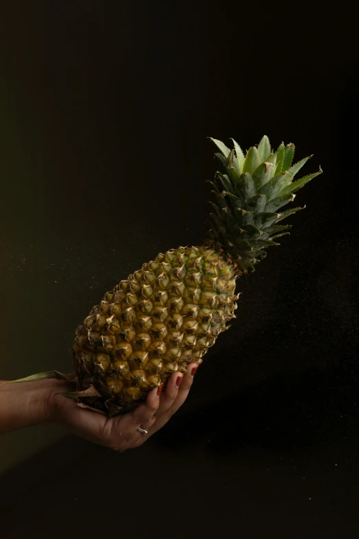 a person holding a pineapple in their hand, a still life, inspired by Elsa Bleda, unsplash, hyperrealism, on a black background, 3/4 side view, large crown, jamaican