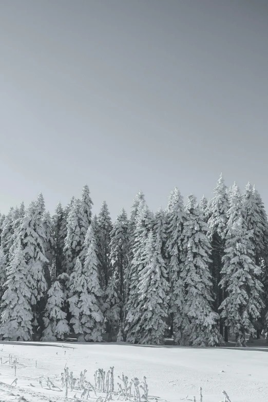 a man riding skis down a snow covered slope, inspired by Pierre Pellegrini, unsplash contest winner, minimalism, fir trees, silver，ivory, ((trees)), looking off to the side