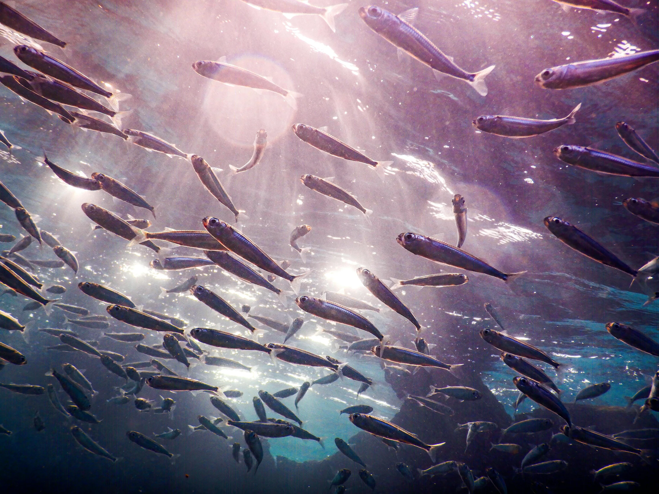 a school of fish swimming in the ocean, by Jesper Knudsen, pexels contest winner, renaissance, mikko lagerstedt, fish seafood markets, purple mullet, sunny light