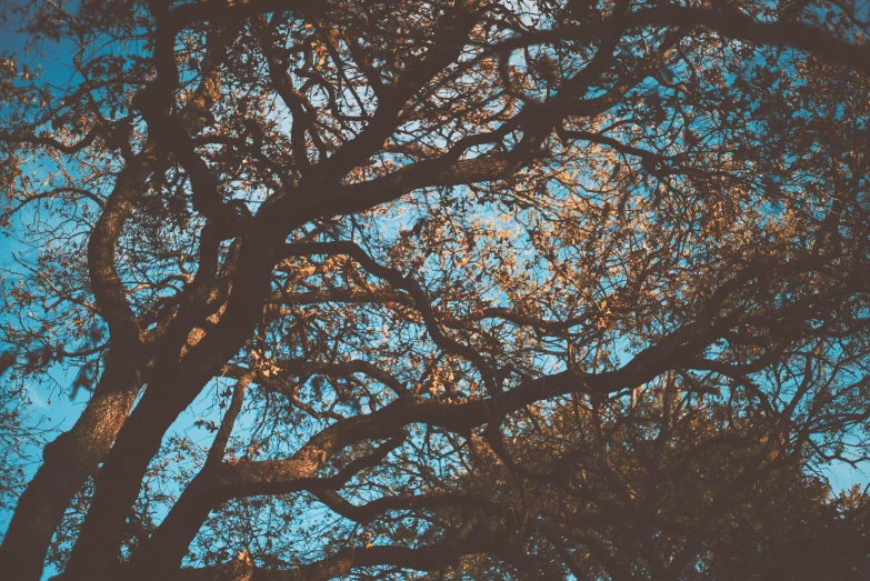 the silhouette of a tree against a blue sky, inspired by Elsa Bleda, detailed trees in bloom, golden hour photograph, ((trees)), on a canva