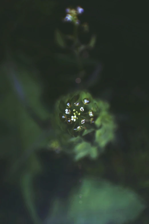 a close up of a flower in a pond, a macro photograph, inspired by Elsa Bleda, hurufiyya, dark green tones, tiny spaceship, fern, in the middle of a small colony