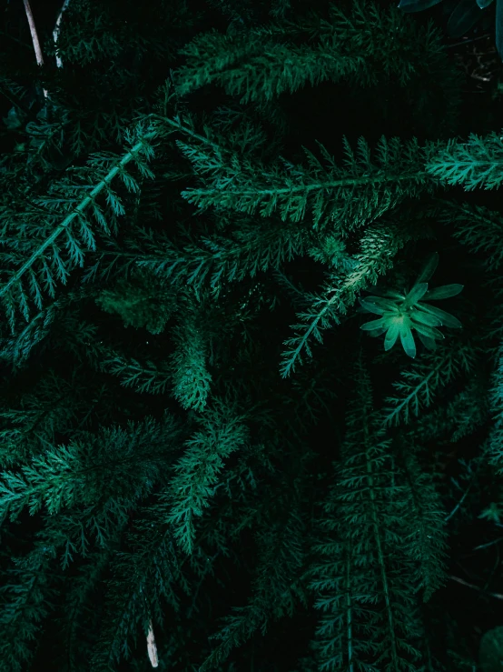 a close up of a pine tree with green leaves, an album cover, inspired by Elsa Bleda, unsplash contest winner, fern, dark. no text, 🌲🌌, flowers around