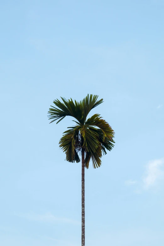 a tall palm tree sitting on top of a lush green field, unsplash, minimalism, low quality photo, view from the streets, laos, large leaves