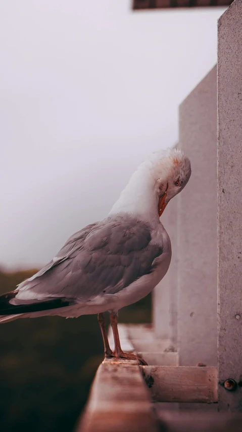 a close up of a bird on a ledge, vsco film grain, unsplash photography, on a wall, seagull