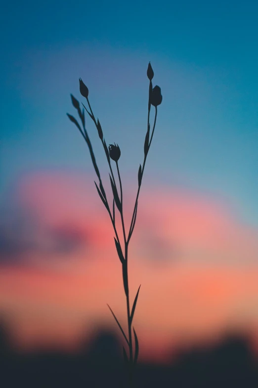 a close up of a plant with a sky in the background, by Jesper Knudsen, ((sunset)), meadows, unique silhouettes, multicolored