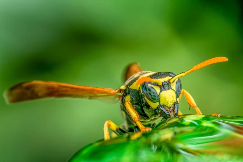 a wasp sitting on top of a green leaf, by Adam Marczyński, pexels contest winner, giant golden nuclear hornet, avatar image, intense expression, illustration