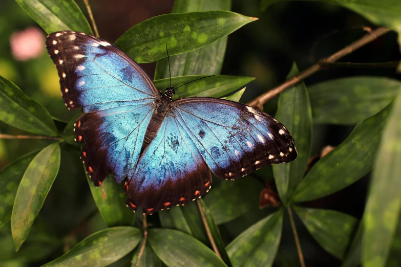 a blue butterfly sitting on top of a green leaf