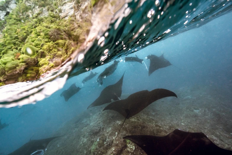 a group of manta rays swimming in the ocean, by Peter Churcher, unsplash contest winner, abel tasman, under water scenery, 🦩🪐🐞👩🏻🦳, snacks