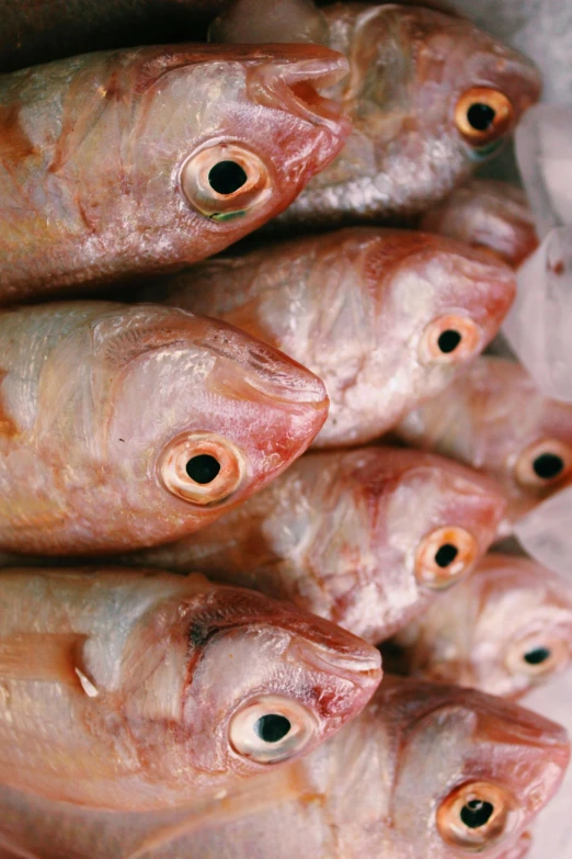 a bunch of fish sitting on top of a table, empty eye sockets, up-close, lush, looking upwards