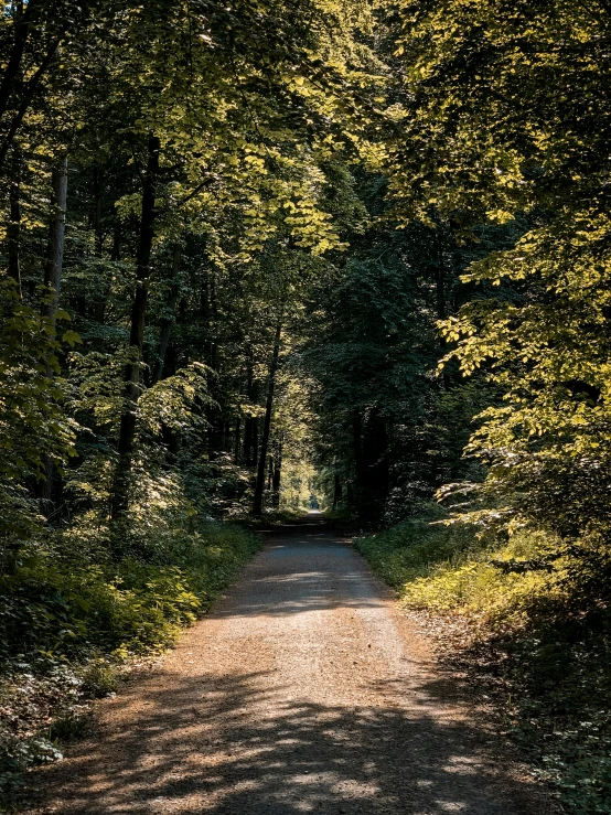 a dirt road in the middle of a forest, by Karl Pümpin, fan favorite, shady alleys, shot on sony a 7, sunlit