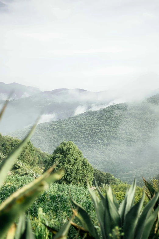 a view of the mountains from the top of a hill, les nabis, misting, lush foliage, soft green natural light, sage smoke