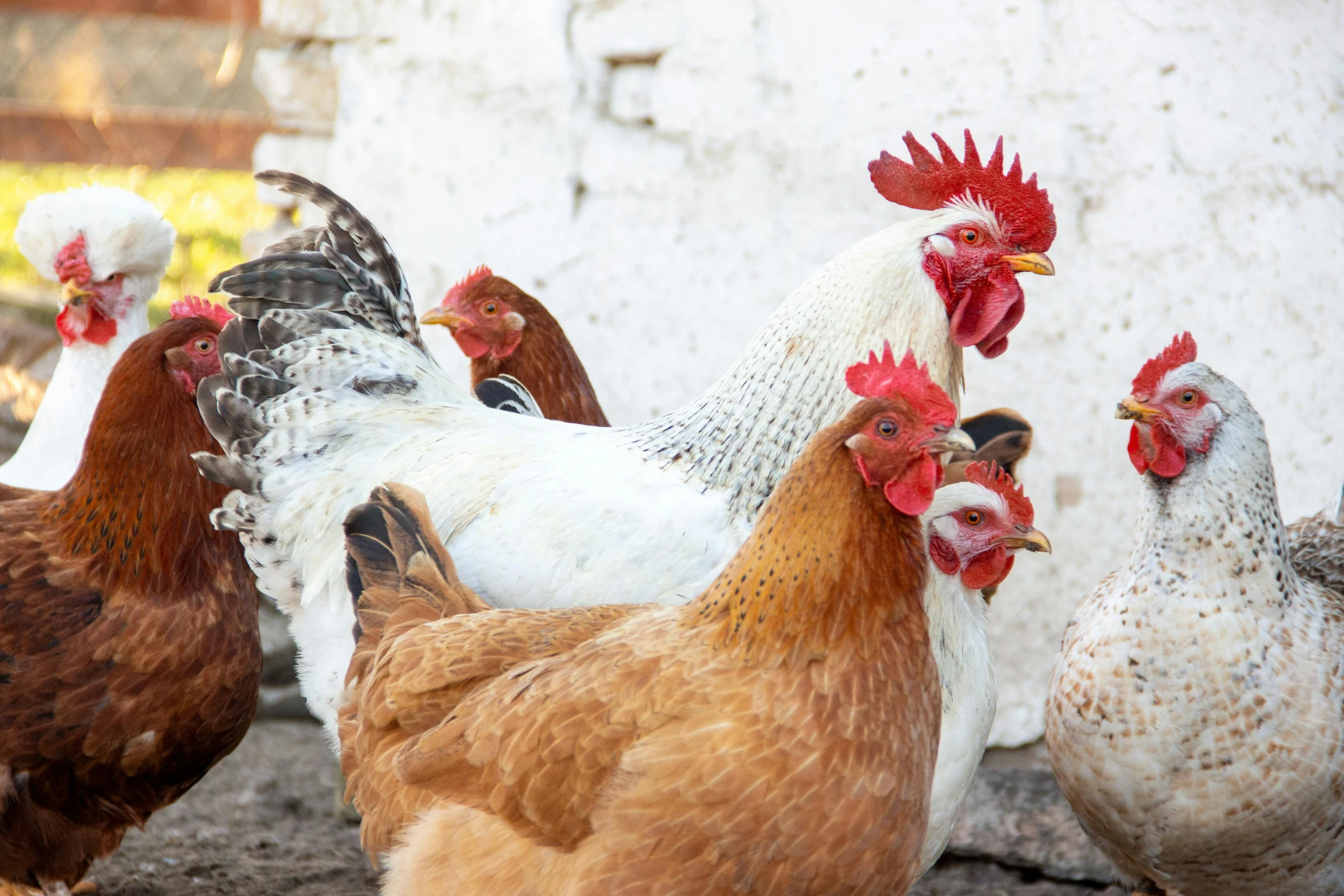 a group of chickens standing next to each other, a portrait, trending on pexels, profile image, realistic »