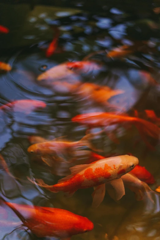 a group of koi fish swimming in a pond, by Reuben Tam, unsplash contest winner, renaissance, medium format. soft light, reds), f 1.4 kodak portra, evening lighting