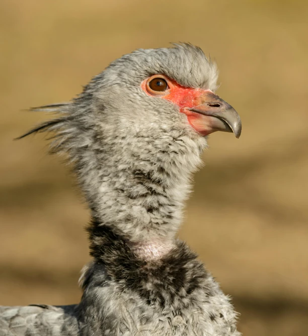 a close up of a bird with a red beak, a portrait, by Jan Tengnagel, hurufiyya, grey skinned, short neck, 8k)), young female