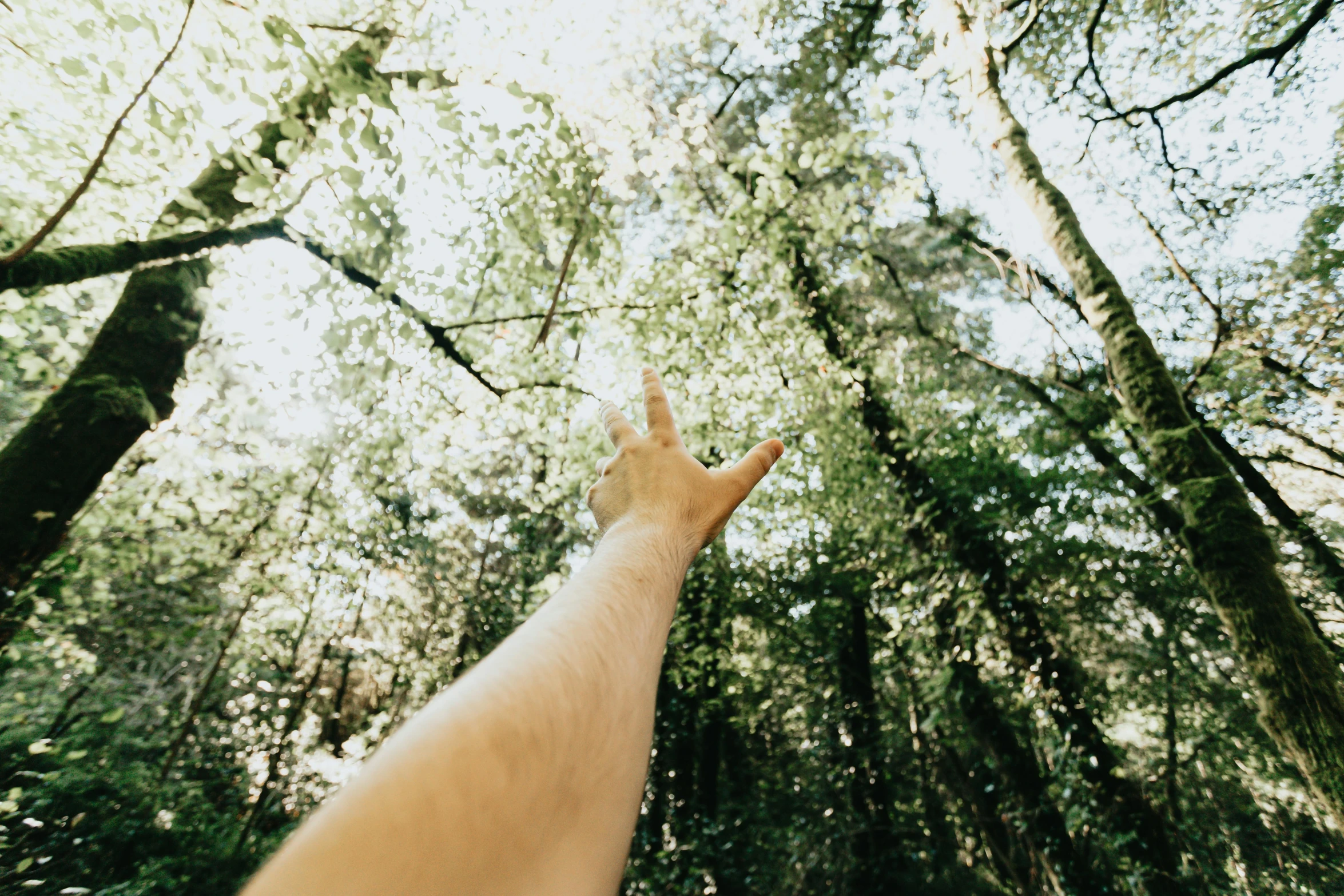 a person reaching up into the sky in a forest, unsplash, waving at the camera, greenery, scaled arm, slightly sunny