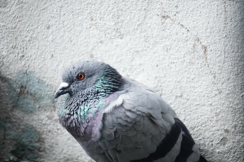 a close up of a pigeon on a wall, facing the camera, steel gray body, multi - coloured, shot on sony a 7