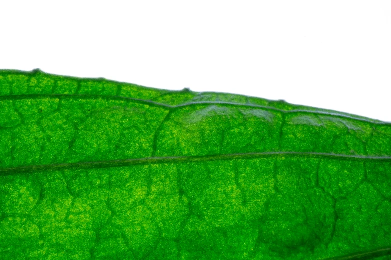 a close up of a green leaf on a white background, by Alison Watt, hurufiyya, transparent carapace, side view close up of a gaunt, hi resolution, green flag