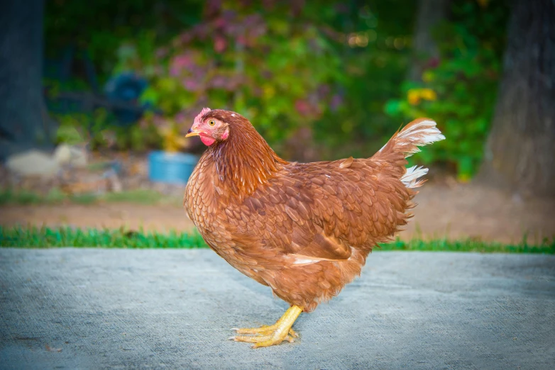 a brown chicken standing on the side of a road, by Gwen Barnard, shutterstock contest winner, renaissance, well built, regal pose, female gigachad, shaven